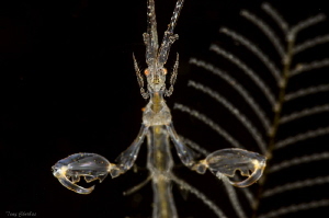 Dinner Time! Skeleton Shrimp up close. by Tony Cherbas 
